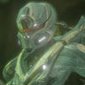Halo